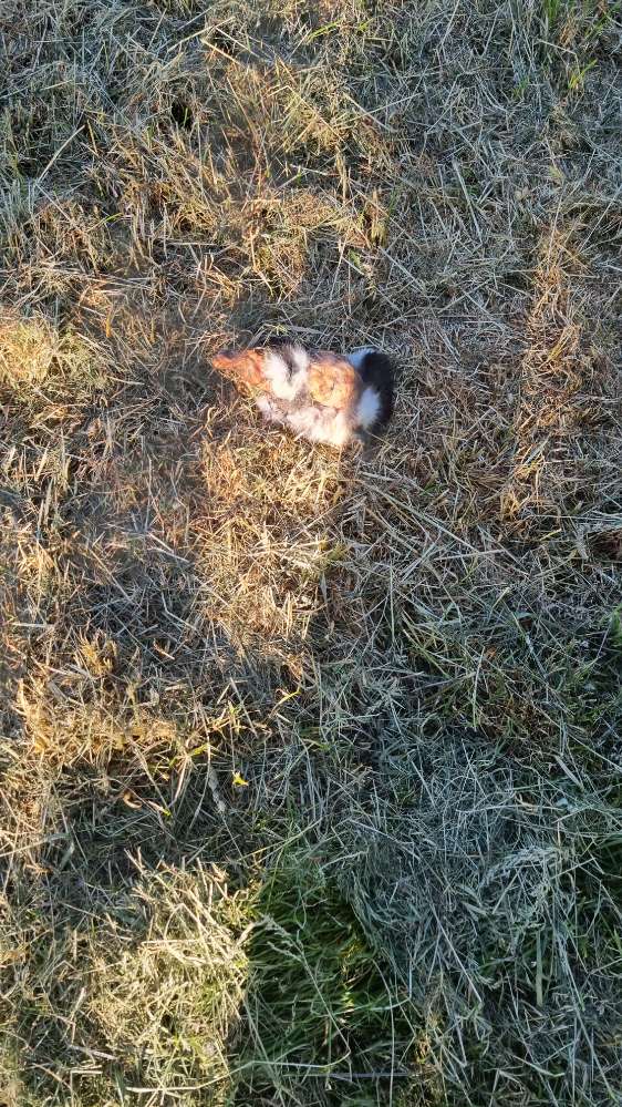 Giftköder-Zerrupftes Tier-Profilbild