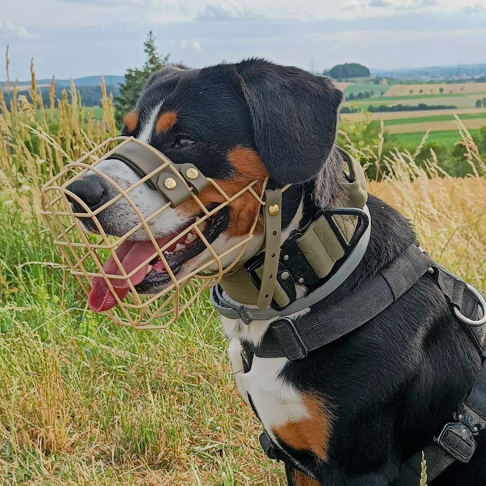 Hundetreffen-Social Walk mit Option auf Kontakt-Profilbild