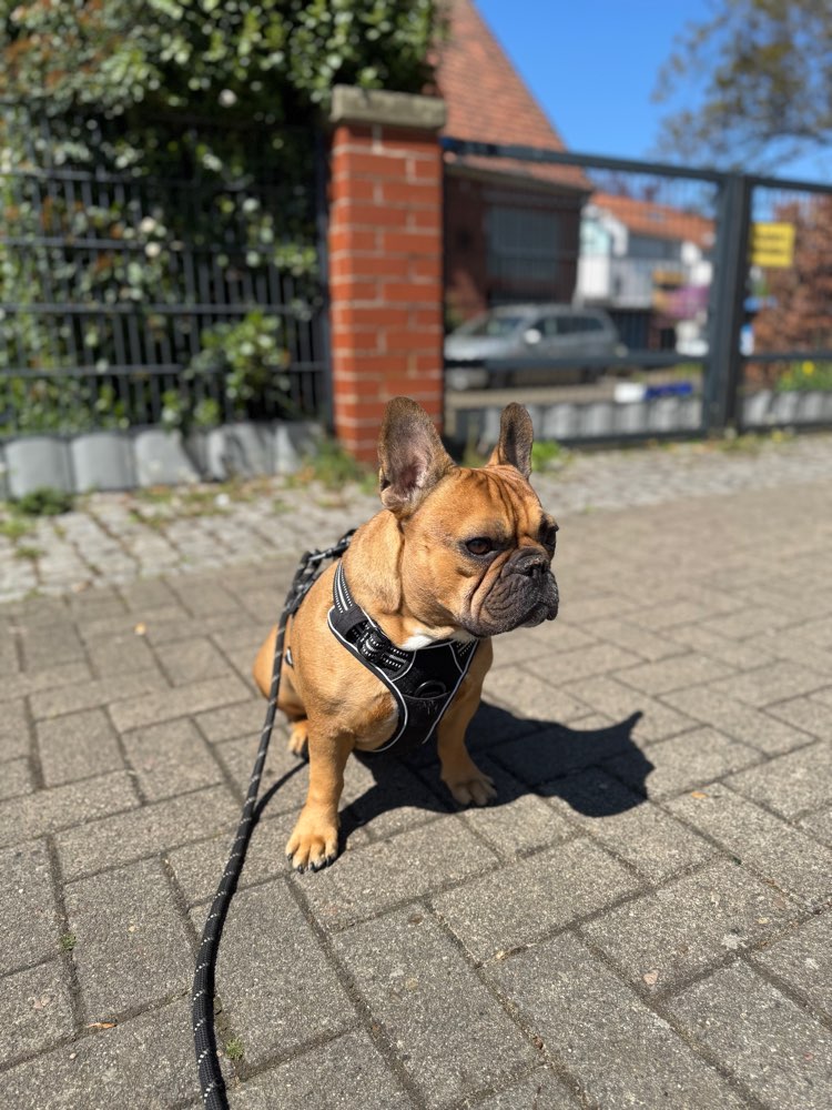 Hundetreffen-Gassitreffen-Profilbild