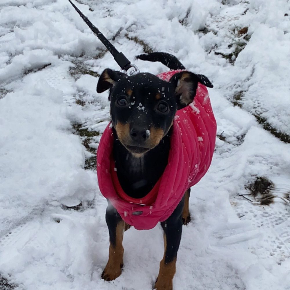 Hundetreffen-Welpentreff um die kleinen auszupowern-Profilbild