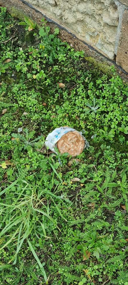 Giftköder-Fleisch auf Wiese-Profilbild