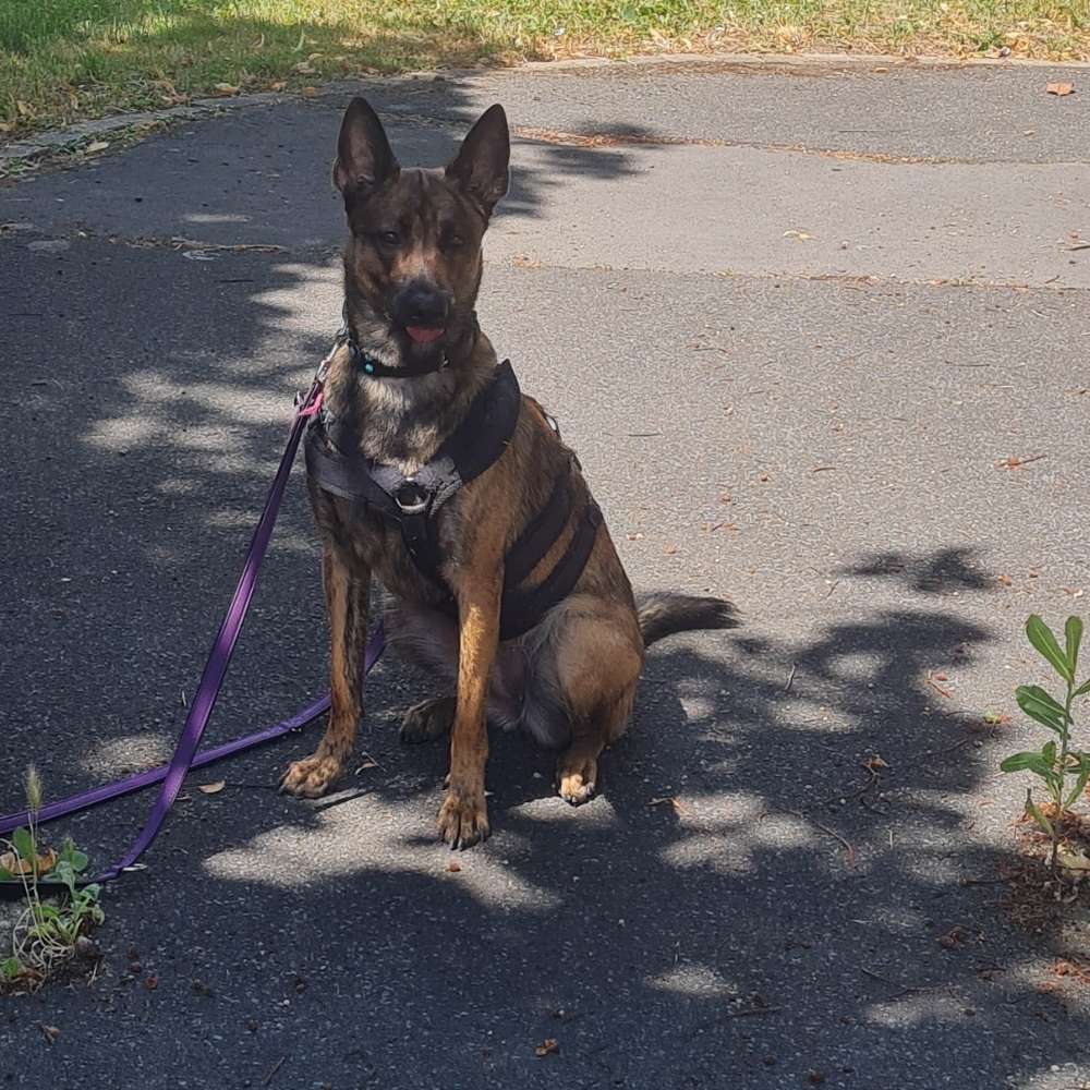 Hundetreffen-Sozial Walk-Profilbild