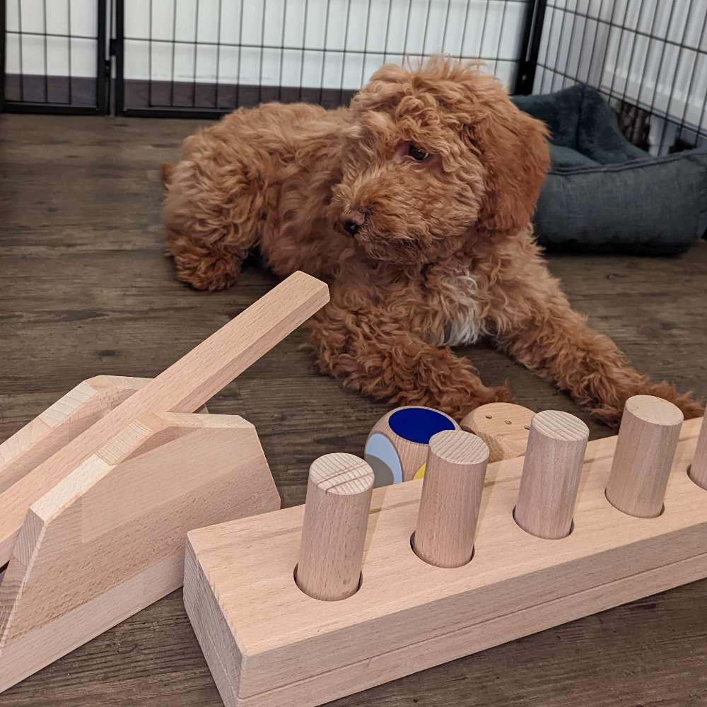 Hundetreffen-Therapiebegleithundausbilding-Profilbild