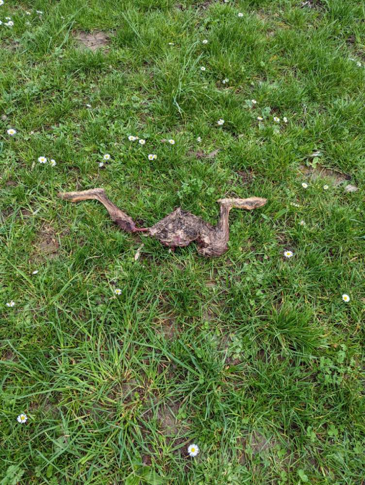 Giftköder-halber toter Hase-Profilbild