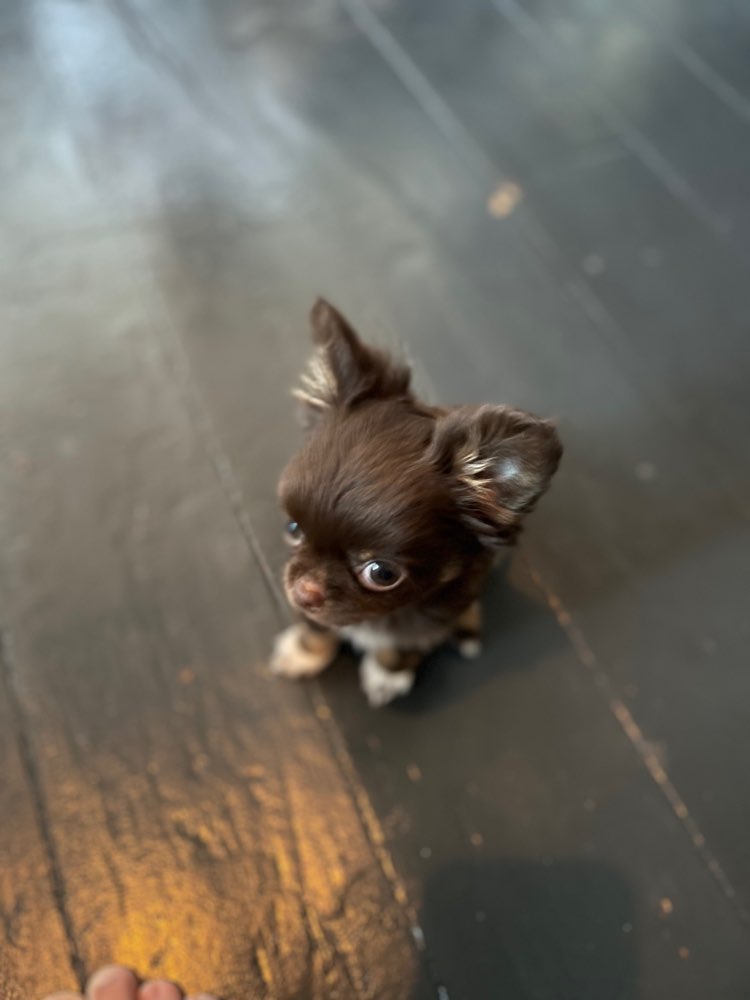 Hundetreffen-Welpenspiel für Mini-Hunde-Profilbild