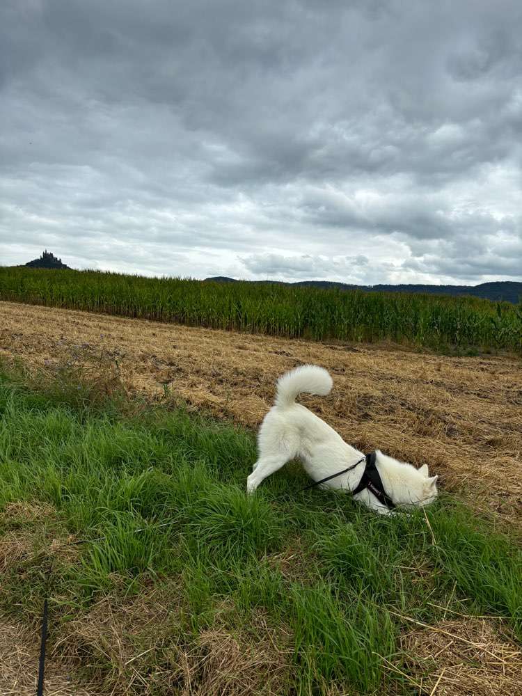 Hundetreffen-Hundefreunde Gesucht-Profilbild