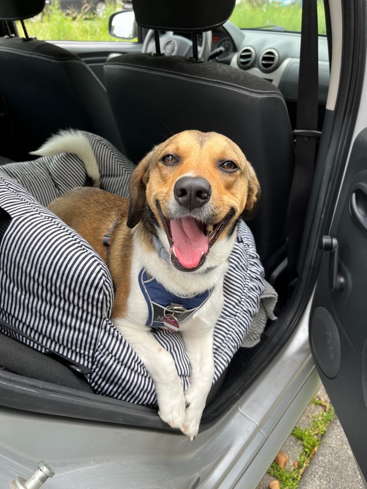 Hundetreffen-Fellfreunde gesucht-Profilbild