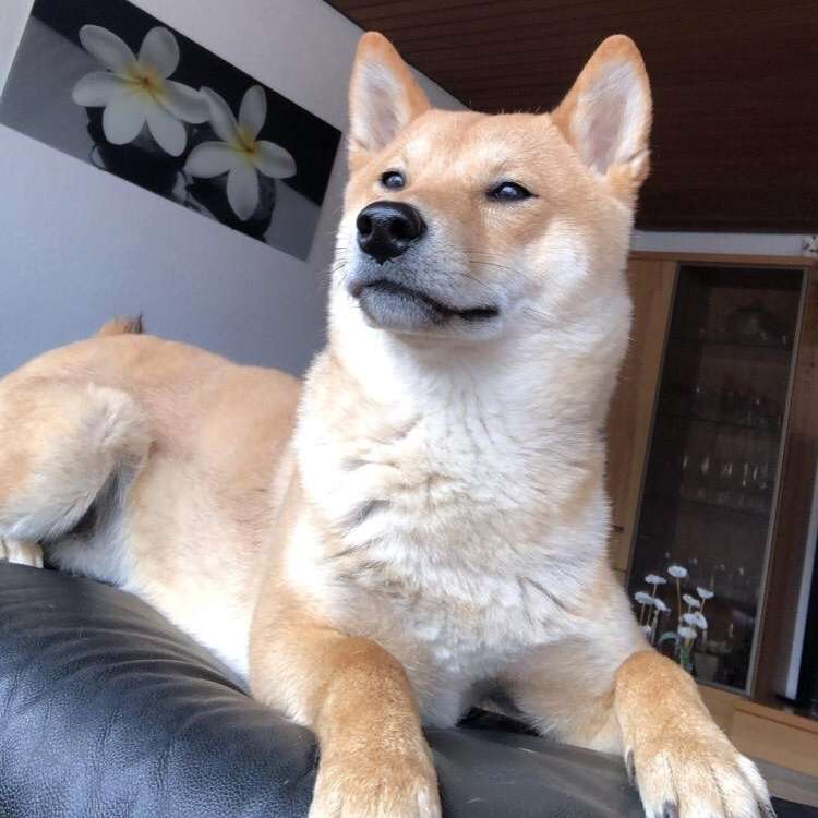 Hundetreffen-Treffen und Gassirunden in der Umgebung-Profilbild