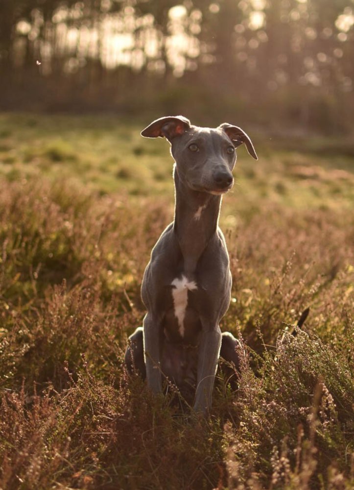 Hundetreffen-Hundetreff - spiel und wanderrunden-Windhund-Profilbild