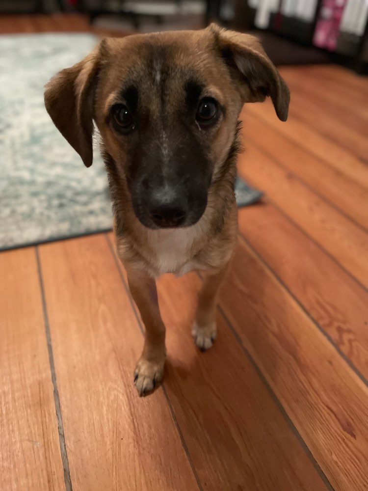 Hundetreffen-Junghunde rund um den Schützenpark-Profilbild