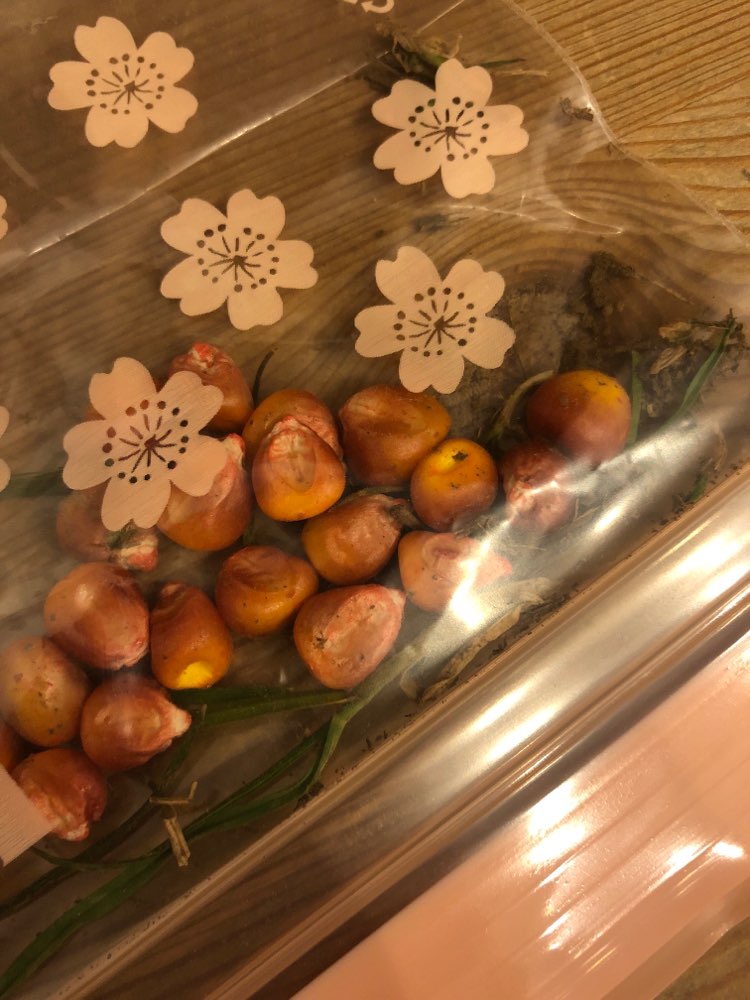 Giftköder-Vermutlich mit Gift versetztes Saatgut-Profilbild