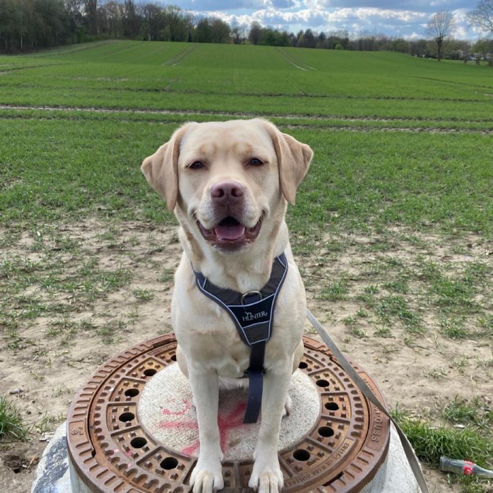Hundetreffen-Spielfreunde für Ella gesucht-Profilbild