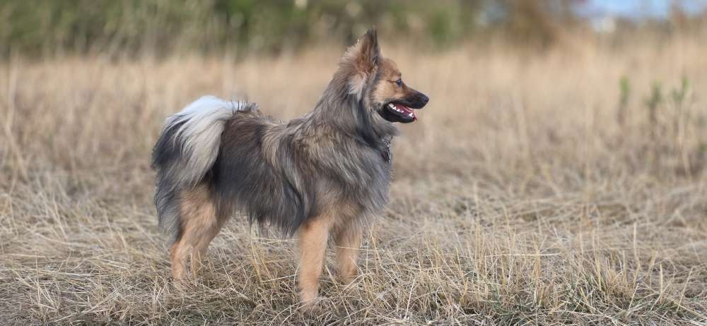 Hundetreffen-Sozialkontakte gesucht-Profilbild