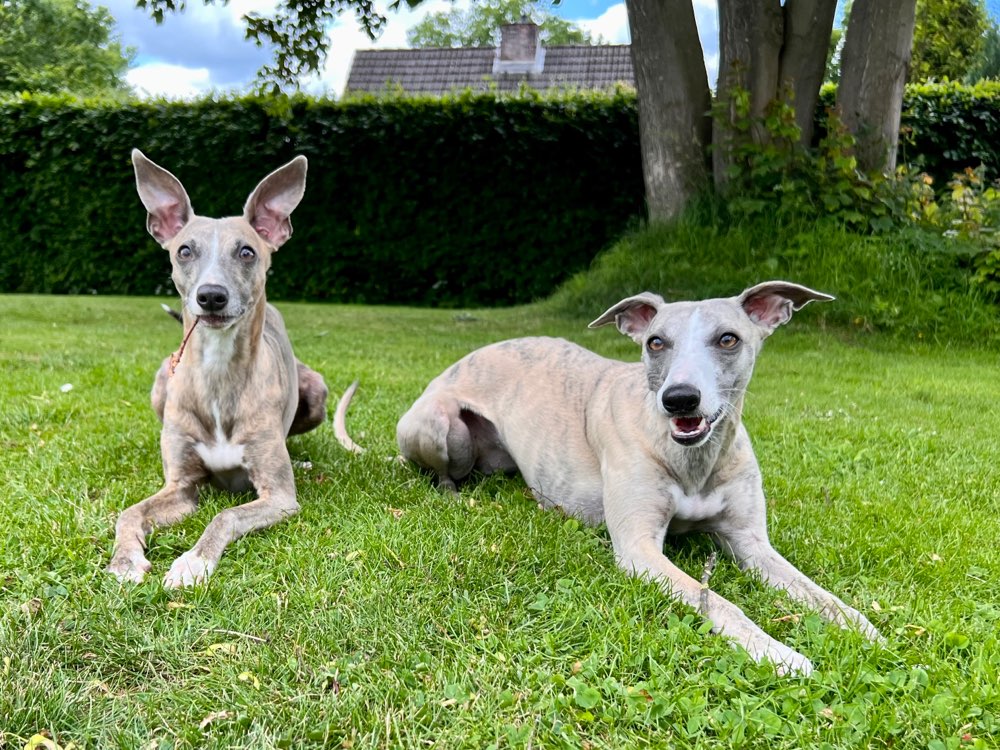 Hundetreffen-Windhund-Runden-Profilbild