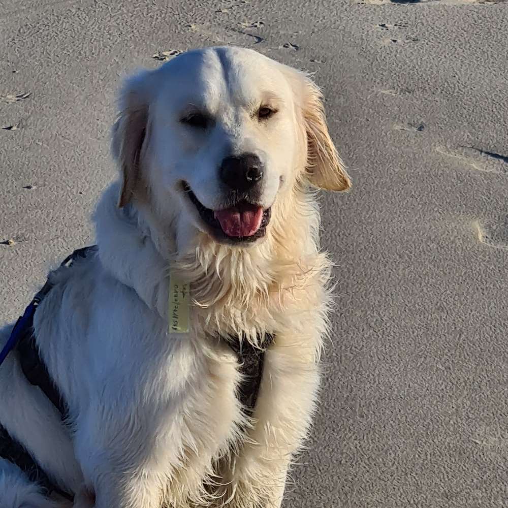 Hundetreffen-Toben im Feld-Profilbild