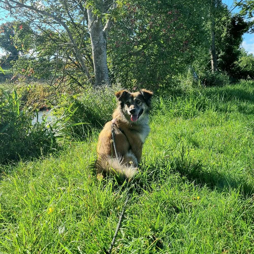 Hundetreffen-Spiel-und Gassirunde /Training-Profilbild