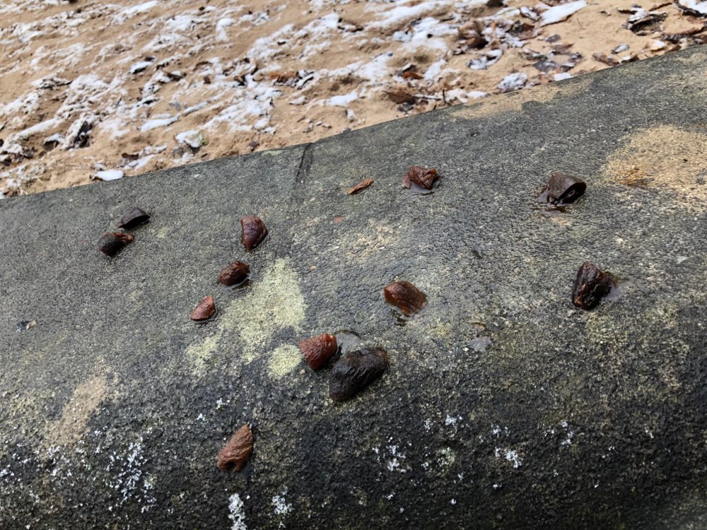 Giftköder-Evtl. Giftköder Volkspark-Profilbild