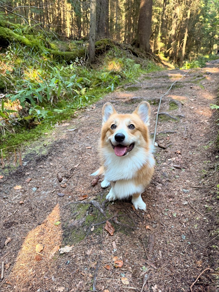 Hundetreffen-Verspielter Corgi sucht Hundefreund 🐾🥰-Profilbild