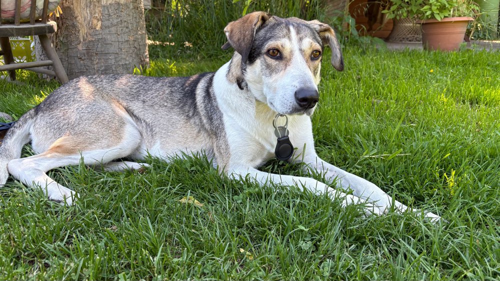 Hundetreffen-Suche laufbegeisterten Spielkameraden-Profilbild