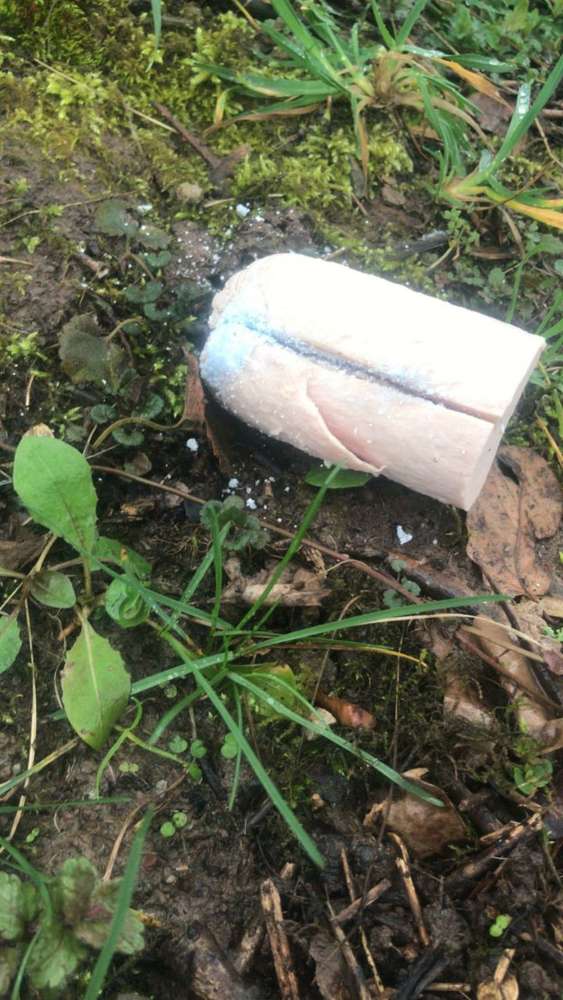 Giftköder-Giftköder-Profilbild