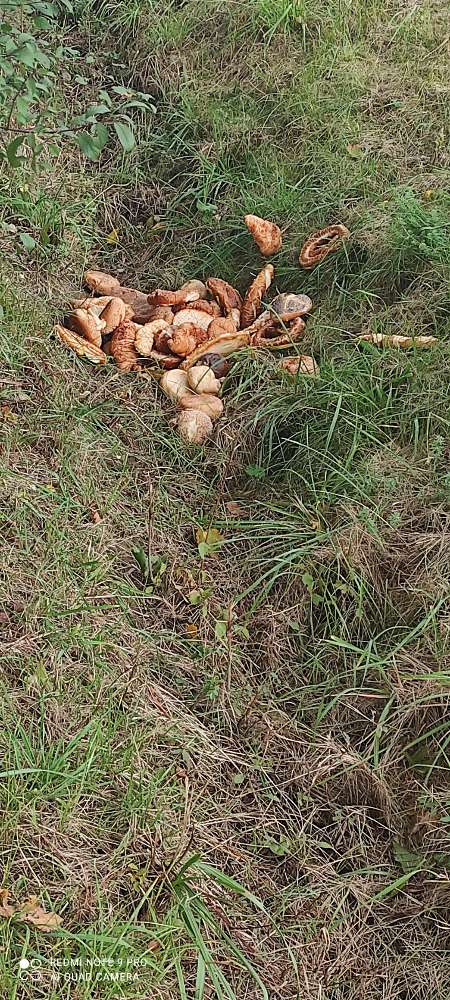 Giftköder-Riesiger Haufen Backwaren-Profilbild