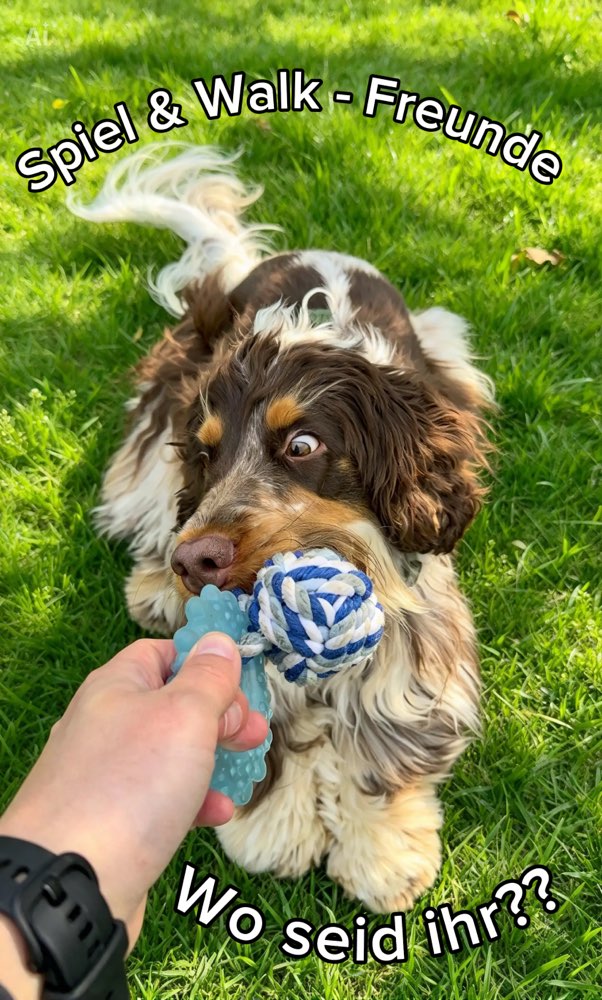 Hundetreffen-Spieltreff-Profilbild