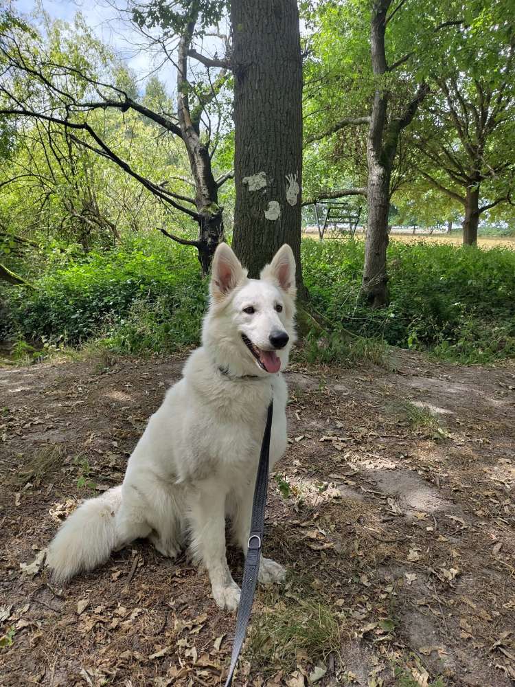 Hundetreffen-Spieltreffen und Spaziergänge-Profilbild
