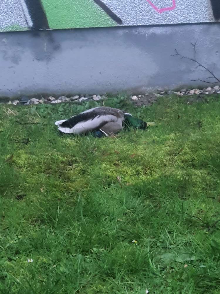 Giftköder-Tote Ente an Werner-Vogel-Schule-Profilbild
