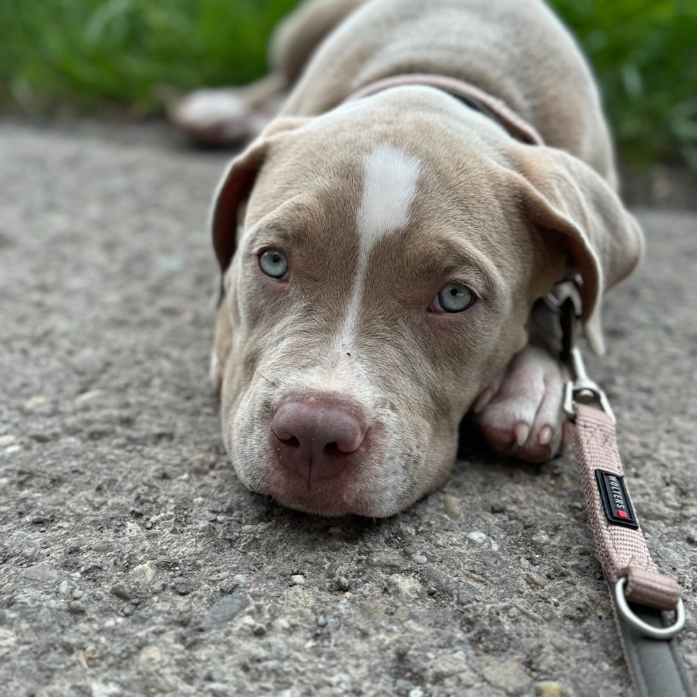 Hundetreffen-Wellpentreff/ Gassirunden-Profilbild