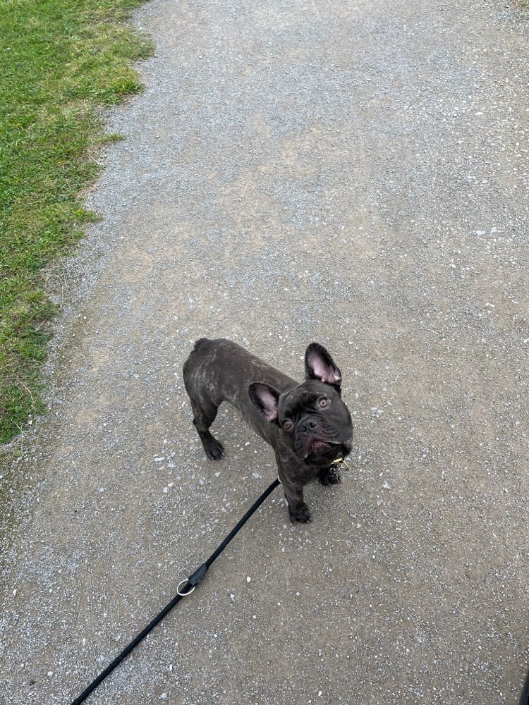 Hundetreffen-Französische Bulldogge Kato-Profilbild