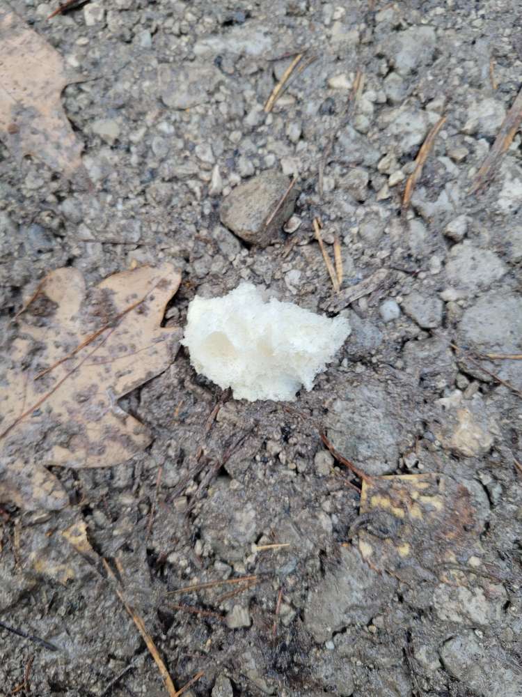 Giftköder-Brötchen in Stücken geschnitten..-Profilbild