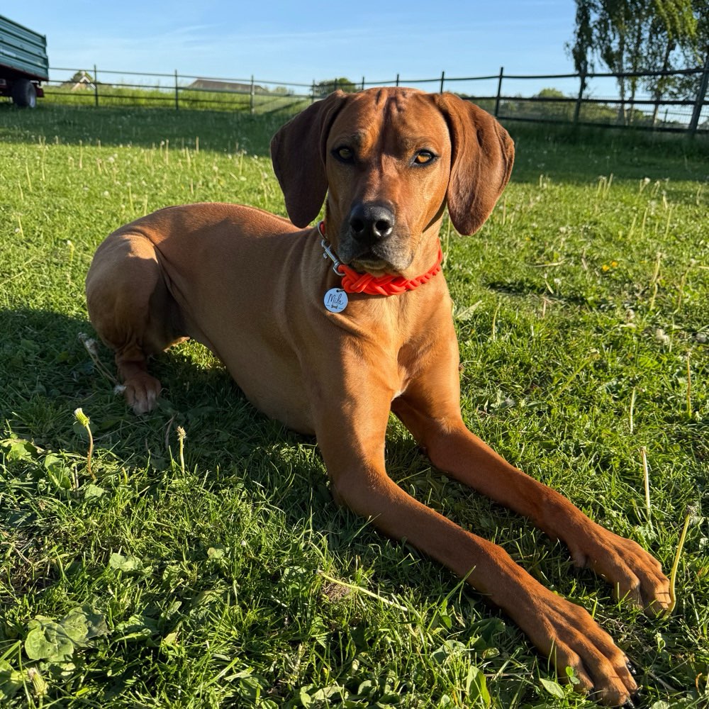 Hundetreffen-Wir suchen Hundefreunde zum Spielen und für gemeinsame Spaziergänge. 🐶🐾🐾-Profilbild