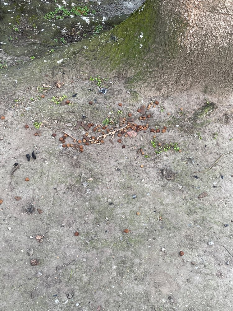 Giftköder-Ausgelegtes Hundefutter-Profilbild