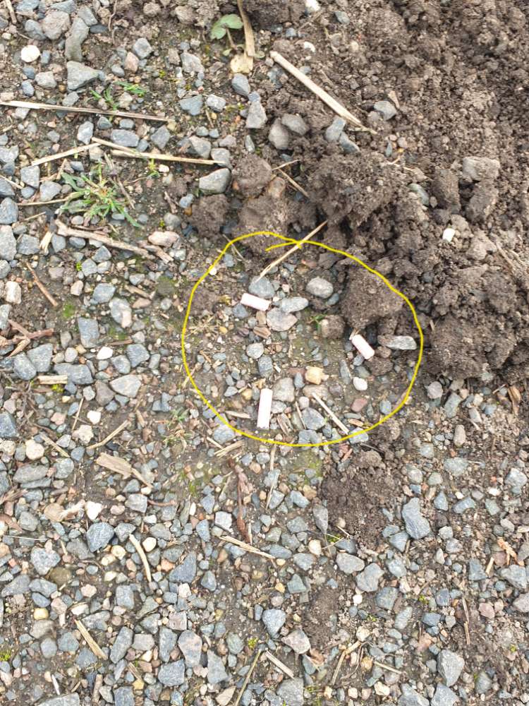 Giftköder-Rattengift-Profilbild