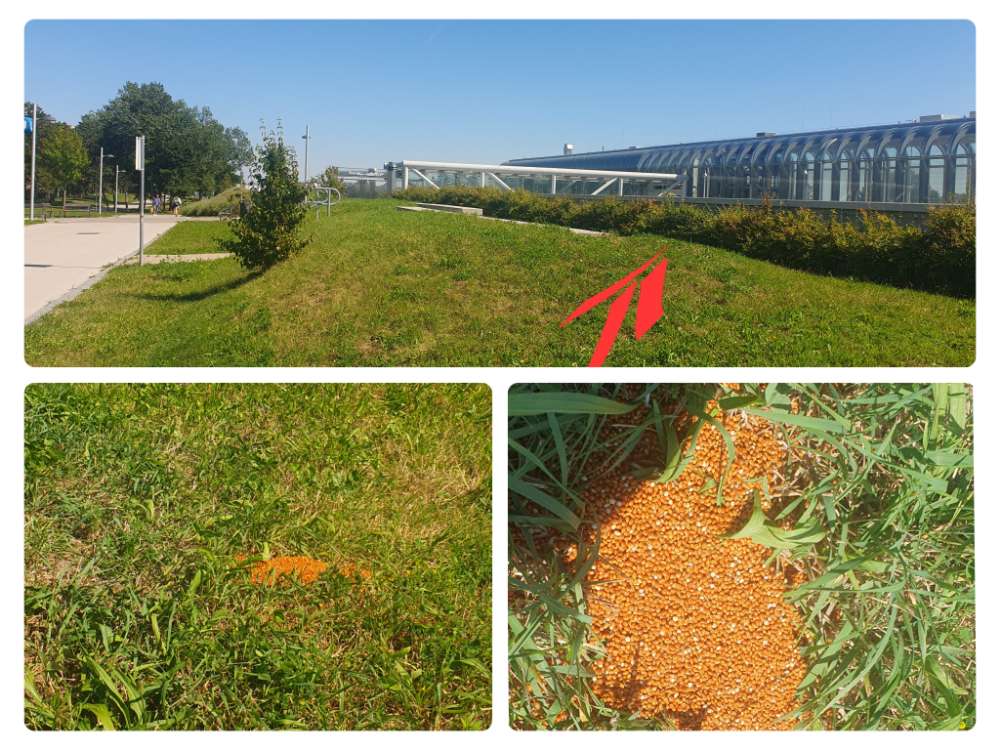 Giftköder-Ausgelegte Körner-Profilbild