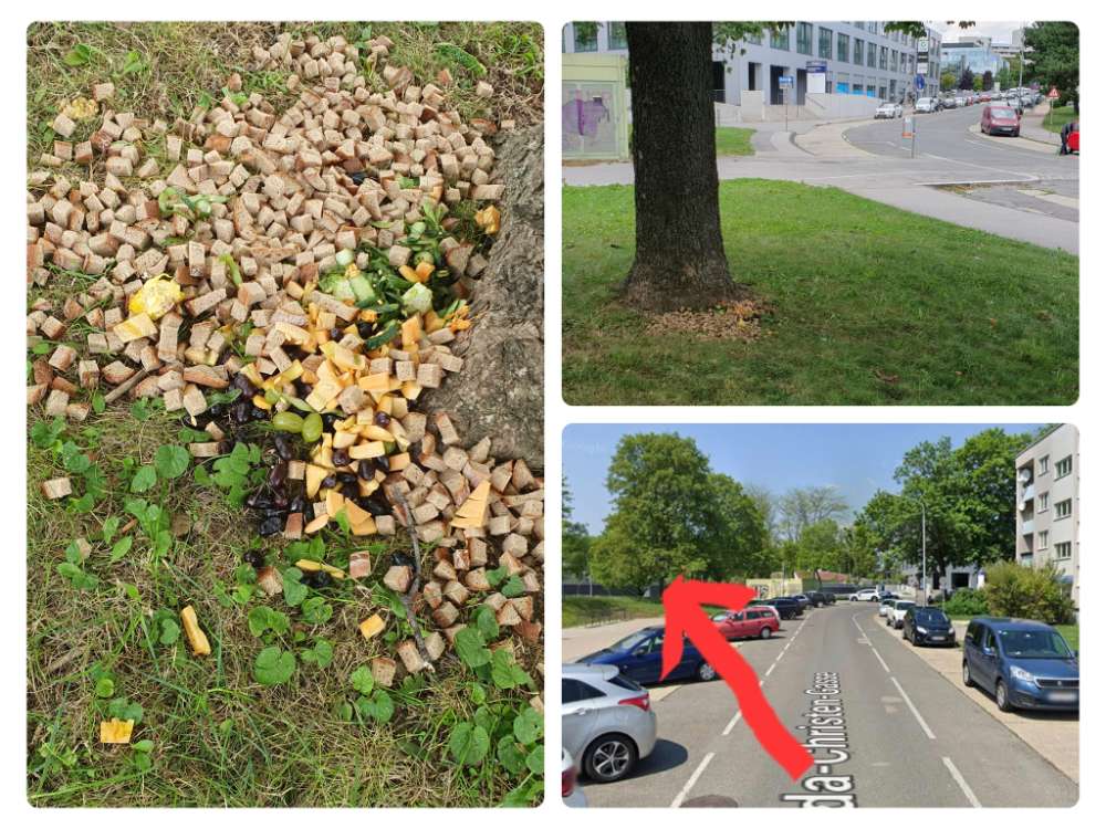 Giftköder-Brotstücke, Weintrauben, Oliven usw-Profilbild