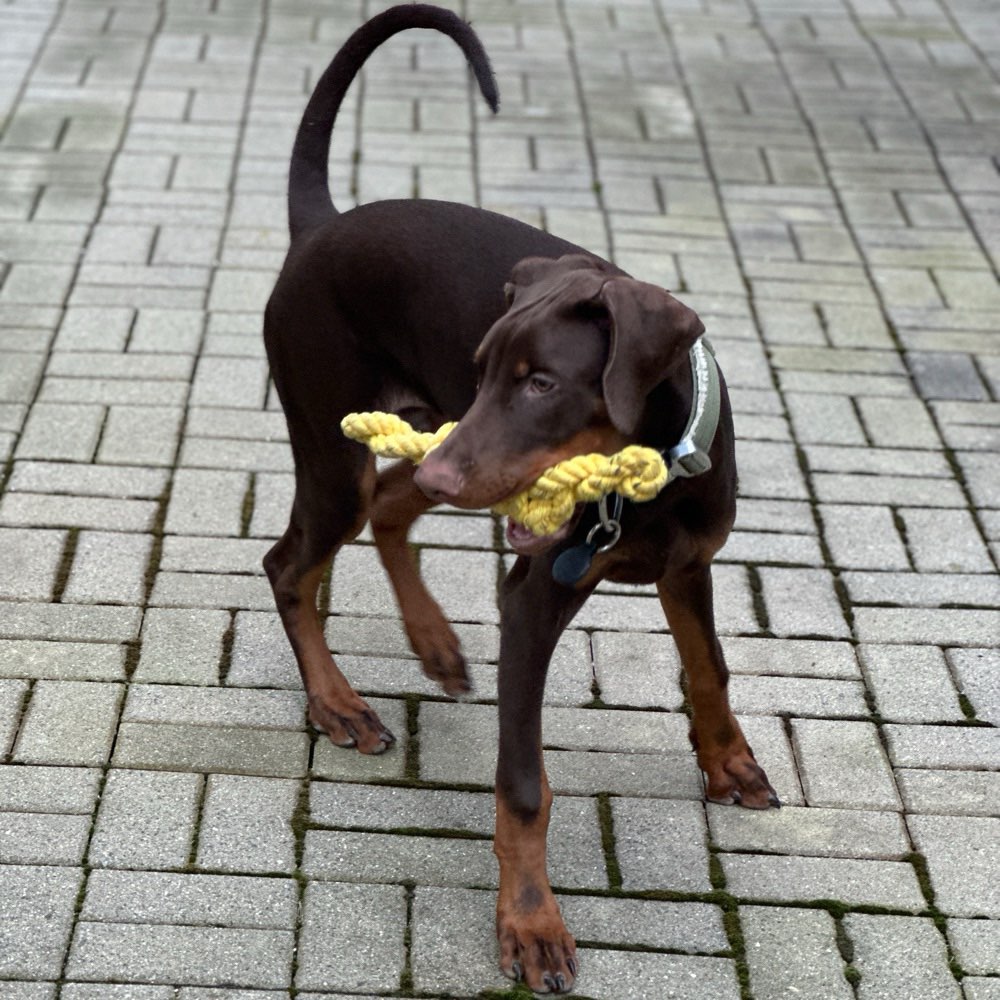 Hundetreffen-Spielfreund für Nero gesucht-Profilbild