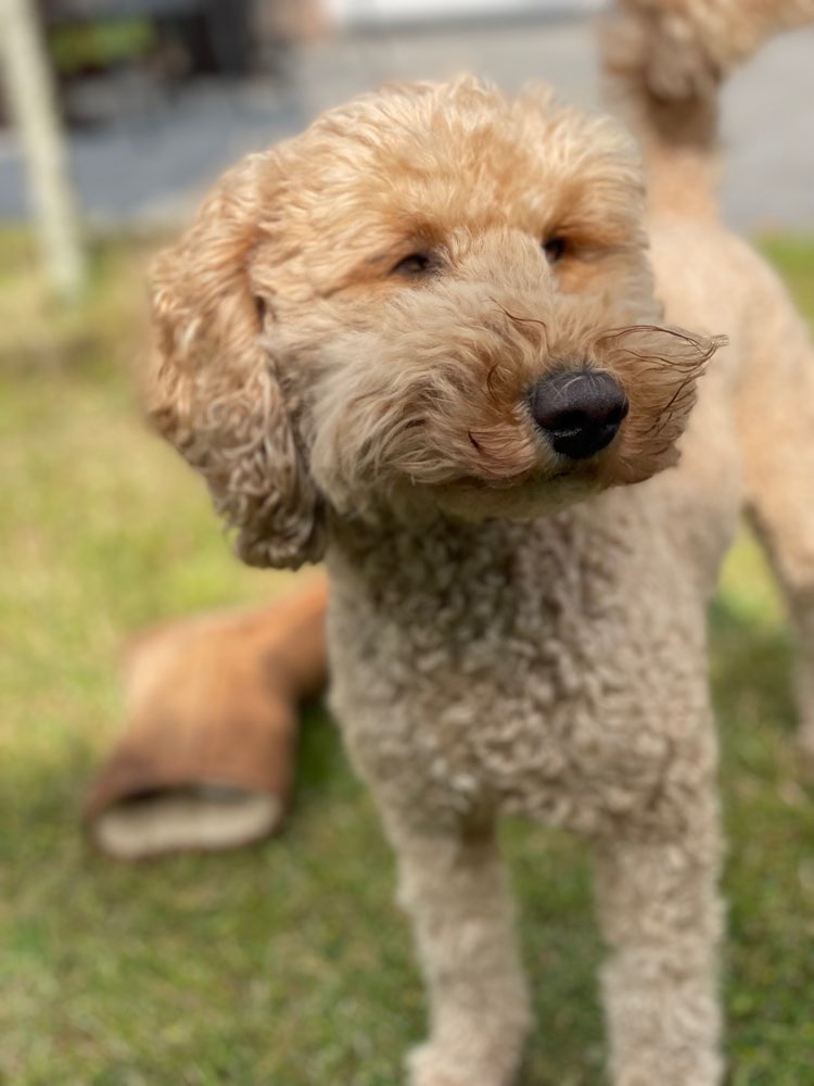 Hundetreffen-Gemeinsame Laufrunden-Profilbild