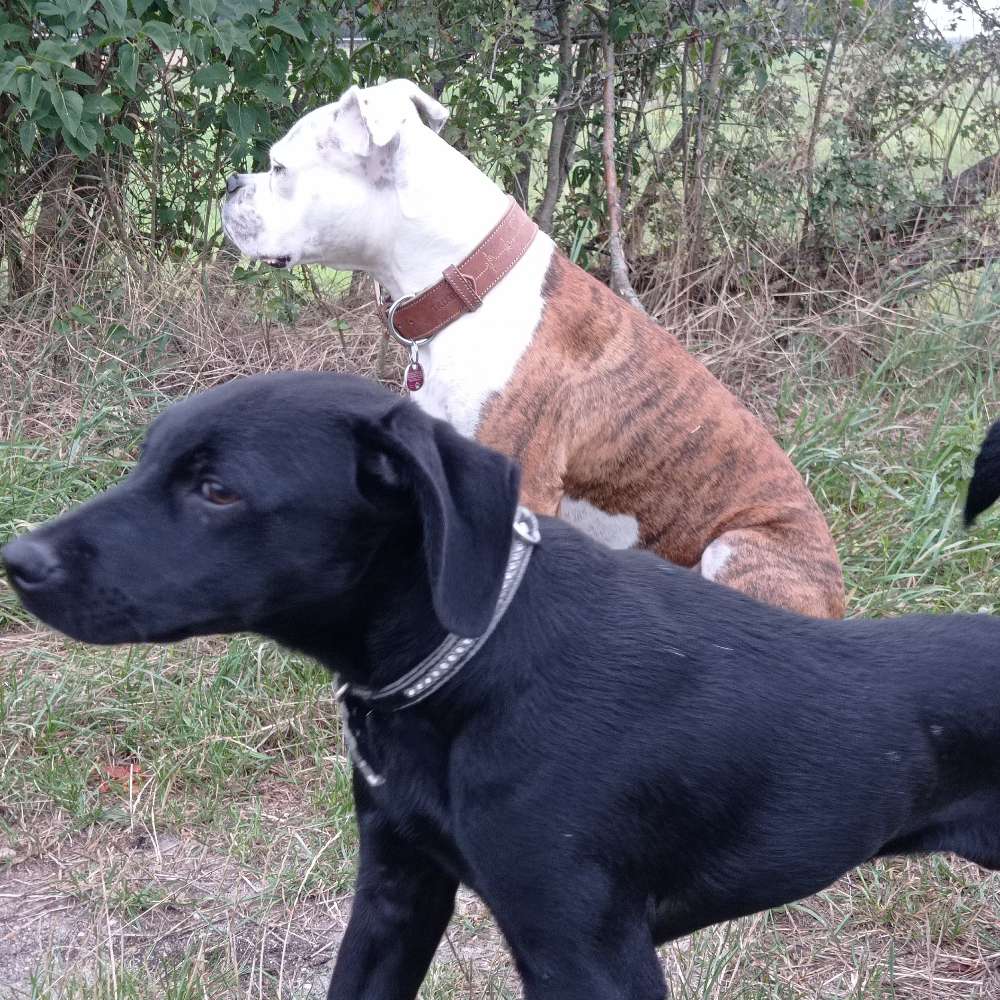 Hundetreffen-Gassi und Spielen-Profilbild