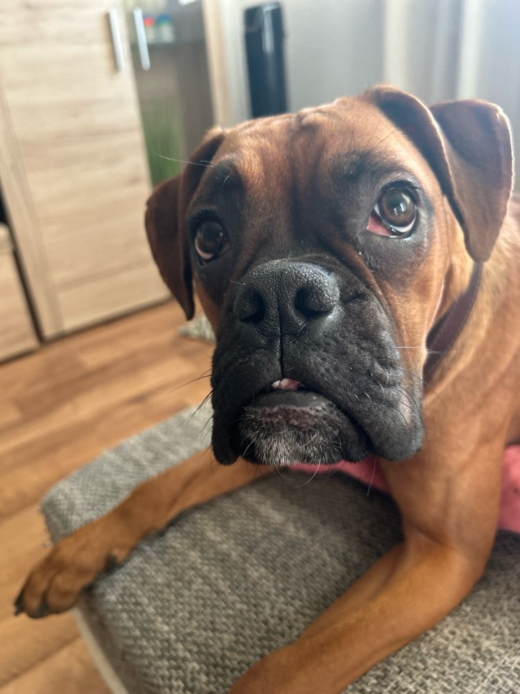 Hundetreffen-Aktive Hundefreunde gesucht-Profilbild