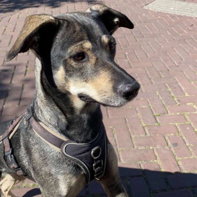 Hundetreffen-Gassi nähe Westpark-Profilbild