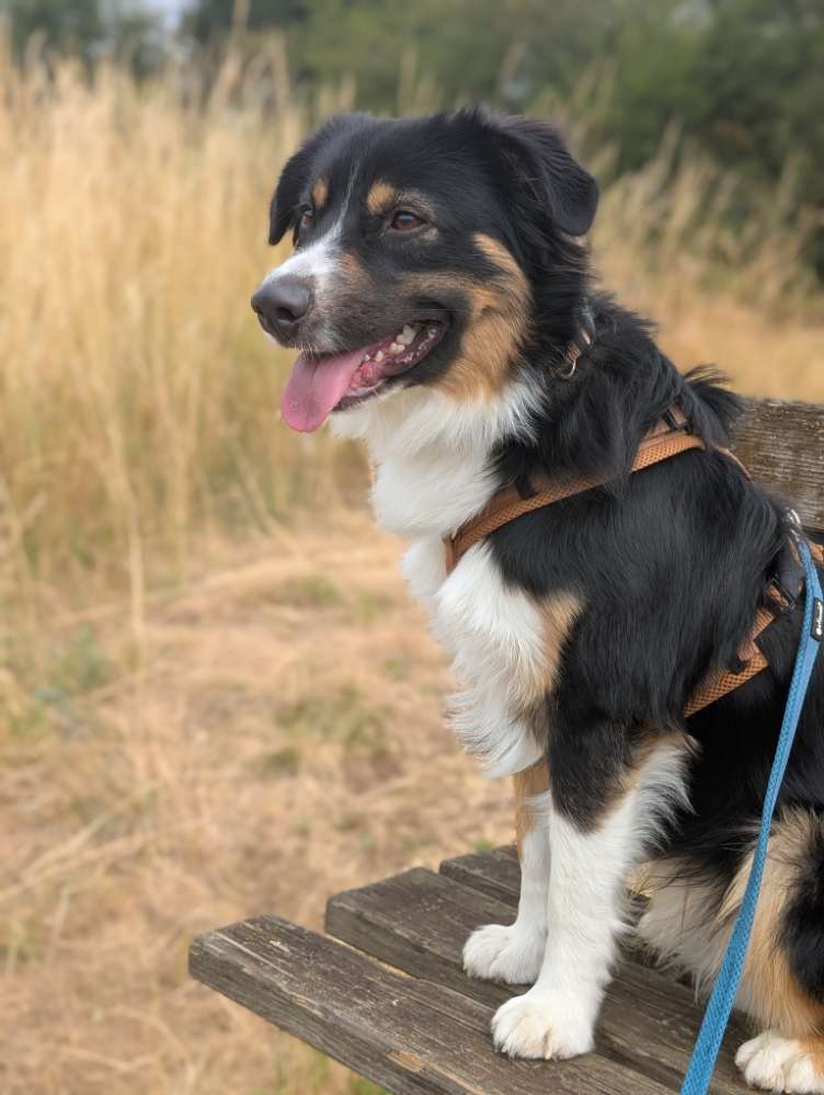 Hundetreffen-Junghund sucht souveränen Gassipartner-Profilbild