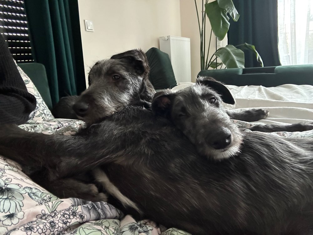 Hundetreffen-Sozialisierung/Spielgefährten/Spaziergänge-Profilbild
