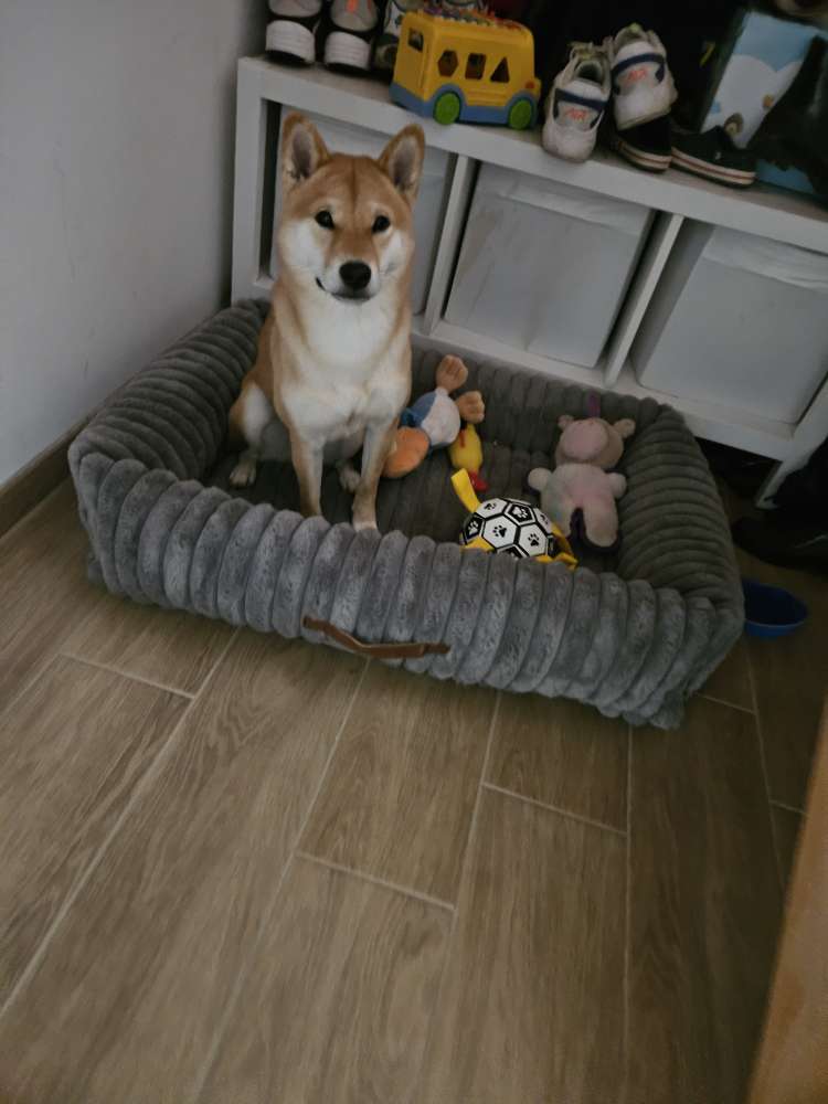 Hundetreffen-Hundetreffen bei Bosau-Profilbild