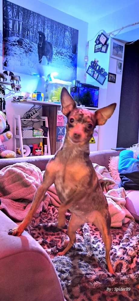 Hundetreffen-Gassi treffen in Hof/Umgebung-Profilbild