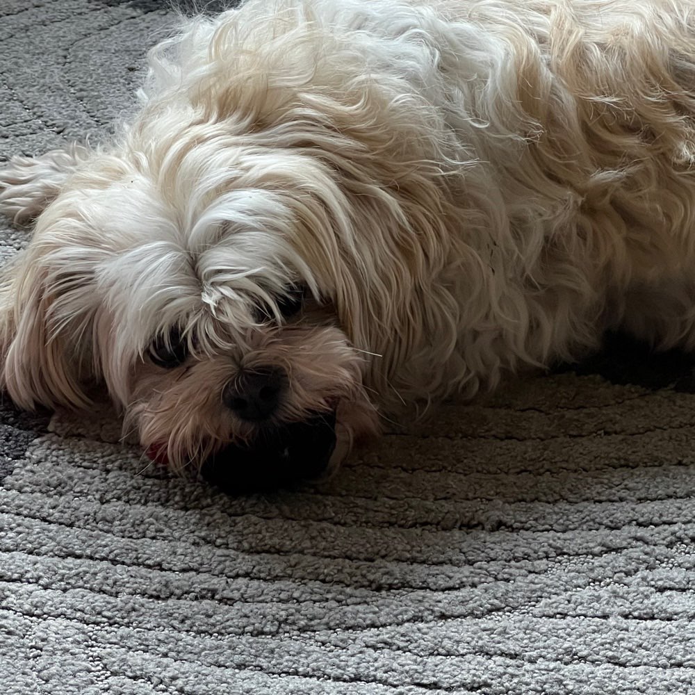 Hundetreffen-Gassirunde-Profilbild