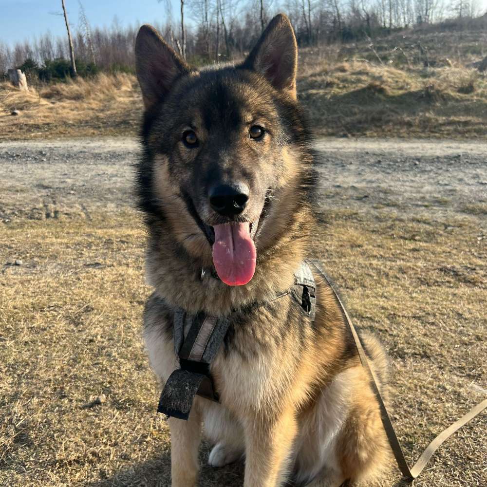 Hundetreffen-Junghunde treffen-Profilbild