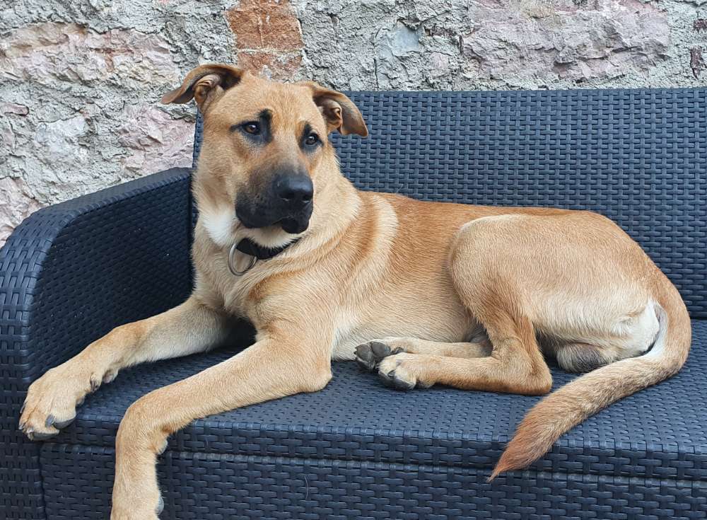 Hundetreffen-Spazieren, spielen und lernen....-Profilbild