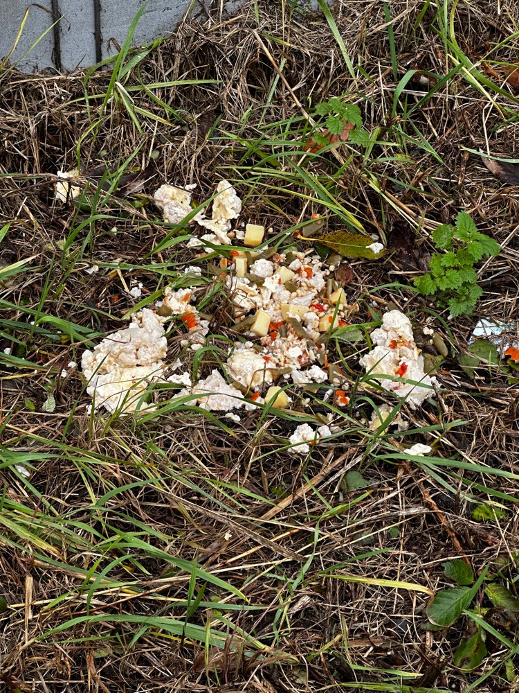 Giftköder-Blumenkohl Auflauf-Profilbild