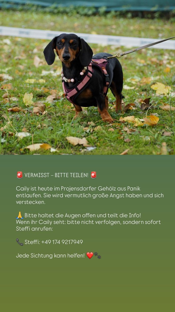 Suchmeldung-Caily-Profilbild